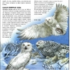 Птицы -  полная энциклопедия