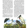 Птицы -  полная энциклопедия