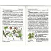 Биология Поурочные планы по учебнику Пасечника В В 6 класс