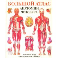 Большой атлас анатомии человека в таблицах Аст Детские книги 
